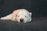 EVOLUTION WESTIE